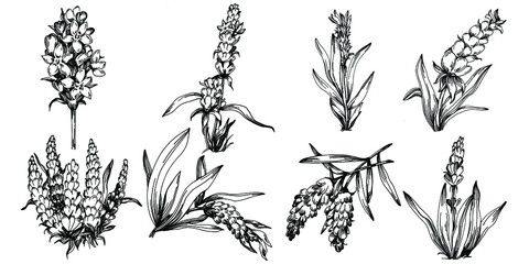 Lavender Isolated sketch illustration. Hand drawn element for wedding herb, plant or monogram with elegant leaves for invitation save the date card design. Botanical rustic trendy greenery.