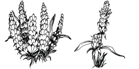 Lavender Isolated sketch illustration. Hand drawn element for wedding herb, plant or monogram with elegant leaves for invitation save the date card design. Botanical rustic trendy greenery.