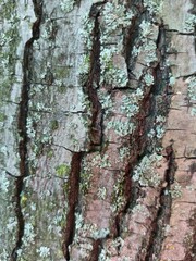 Tree bark texture. Wood background with natural cracks. Outdated tree bark texture. Forest background.