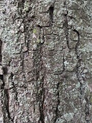 Tree bark texture. Wood background with natural cracks. Outdated tree bark texture. Forest background.