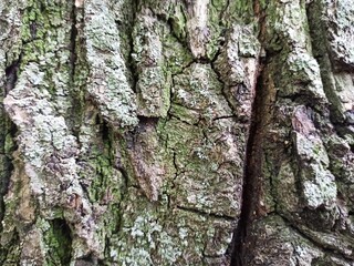 Tree bark texture. Wood background with natural cracks. Outdated tree bark texture. Forest background.