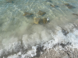 Cownose rays swimming in shallows in the Gulf of Mexico