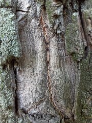 Tree bark texture. Wood background with natural cracks. Outdated tree bark texture. Forest background.