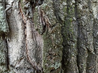 Tree bark texture. Wood background with natural cracks. Outdated tree bark texture. Forest background.