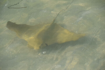 Cownose rays swimming in shallows in the Gulf of Mexico