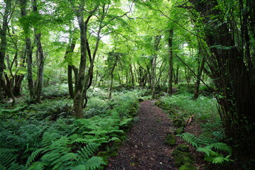 Fototapeta na wymiar a refreshing summer forest with a path