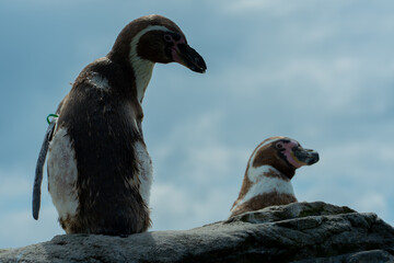 Pingwiny peruwiańskie - Spheniscus, humboldti. Pochodzenie - Ameryka Południowa. - obrazy, fototapety, plakaty