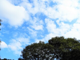 Obraz premium 秋の空