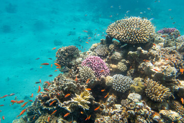 Naklejka na ściany i meble Colorful, picturesque coral reef at the sandy bottom of tropical sea, hard corals with green chromis fishes, underwater landscape