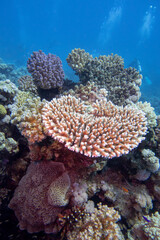 Fototapeta na wymiar Colorful, picturesque coral reef at the bottom of tropical sea, great hard corals, underwater landscape