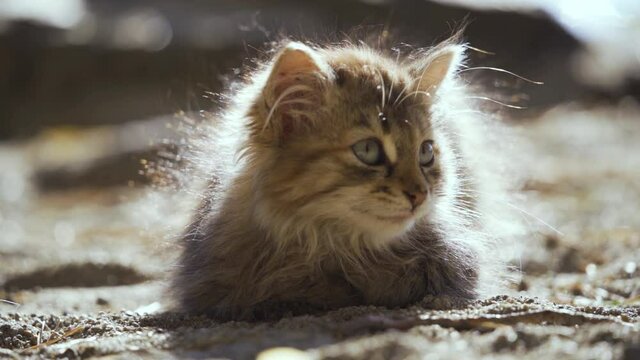 The poor kitten lies on the ground and meows plaintively. The pet has lost its owner. A sad picture. Close-up, slow motion, HD.