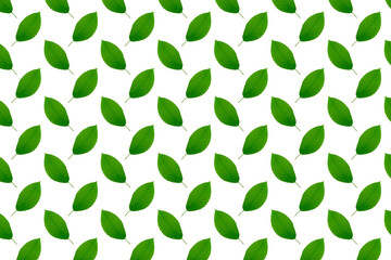 Green cherry leaves background. Natural pattern, floral print.