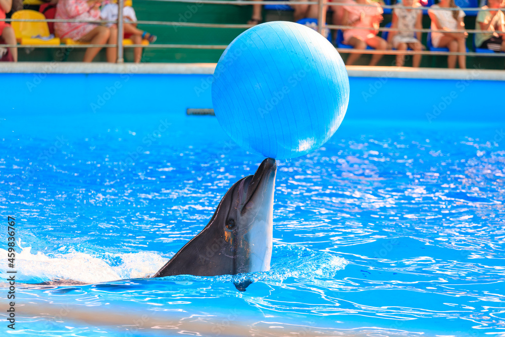 Poster dolphin playing with a ball in the pool