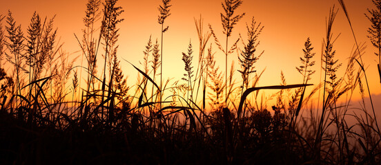 Dry Grass at Sunset