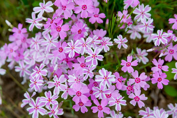 Phlox subulata in the summer garden. Pink and striped pink white flowers.