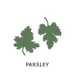 Organic colored parsley in flat art style. Natural herbal with stem and leaves vector illustration. Seasonal edible herb with vitamin nutrition ingredient isolated on white. Doodle icon.