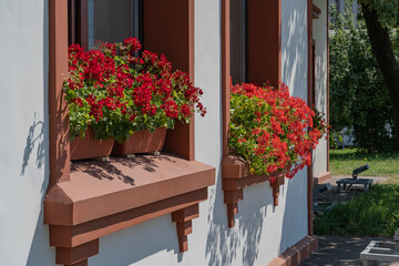 Fototapeta premium Red flowers on a windowsill in a village house.