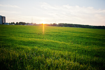 Green grass on magnificent sundown evening.