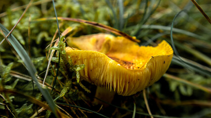 Rydz / edible mushroom © RITHOR