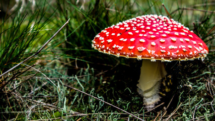 large red toadstool