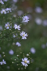 Blühende Aster cordifolius 'Blütenregen'