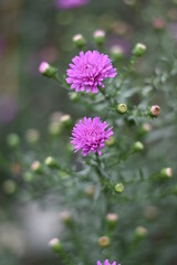 Blühende Aster novi-belgii 'Karminkuppel' - Glattblatt-Aster