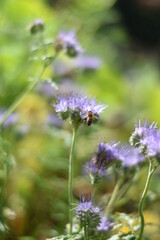 Rainfarn-Phazelie (Phacelia tanacetifolia)