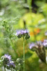 Rainfarn-Phazelie (Phacelia tanacetifolia)
