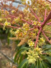 【トロピカルフルーツ】ハウス栽培のマンゴーの花と小さな実