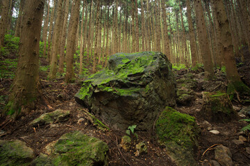 森の中にある大きな岩