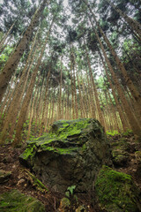 大きな岩と高く伸びる木
