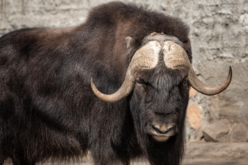 portrait of a bull yak in nature - 459841187