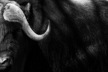 portrait of a bull yak in nature - 459841188