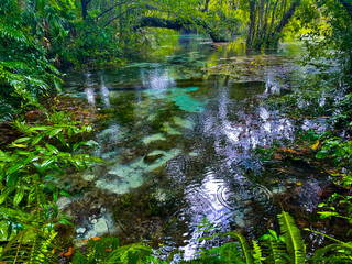 Rainy day at Rainbow Springs State Park in Florida