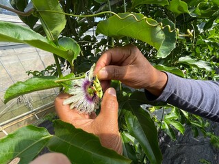 【トロピカルフルーツ】ハウス栽培のパッションフルーツの受粉作業