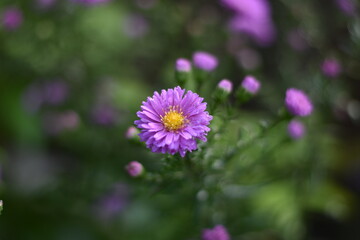 Blühende Aster novi-belgii 'Karminkuppel' - Glattblatt-Aster