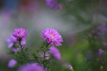 Blühende Aster novi-belgii 'Karminkuppel' - Glattblatt-Aster