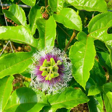 パッションフルーツの花 Images Browse 35 Stock Photos Vectors And Video Adobe Stock