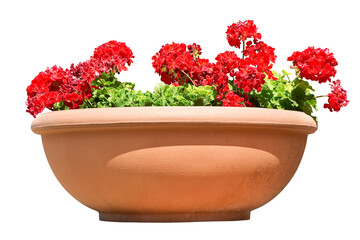 Ornamental plant with red geranium flowers on a large traditional italian terracotta vase - springtime concept on white background for easy selection