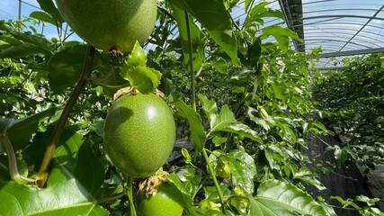 【トロピカルフルーツ】ハウス栽培のパッションフルーツの緑色の実