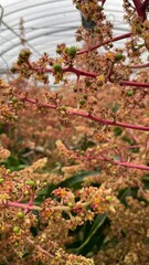 【トロピカルフルーツ】ハウス栽培のマンゴーの花と小さな実