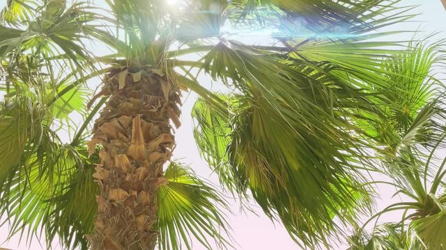 The wind sways the branches of lush palm tree on hot sunny summer day. Anamorphic lens flare