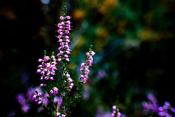 Fototapeta premium heather flowers in fall