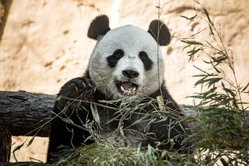 portrait of a panda bear in nature - 459842917