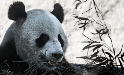 portrait of a panda bear in nature - 459842919