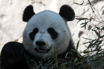 portrait of a panda bear in nature - 459842932