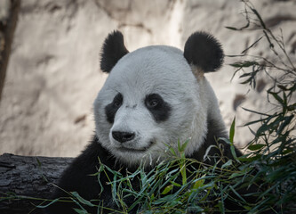 portrait of a panda bear in nature - 459842939