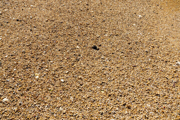 Shells and coral texture. Extraordinary Coral beach in county Galway, Ireland. Warm color. Nature background