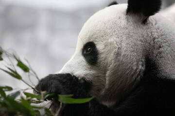 portrait of a panda bear in nature - 459842980
