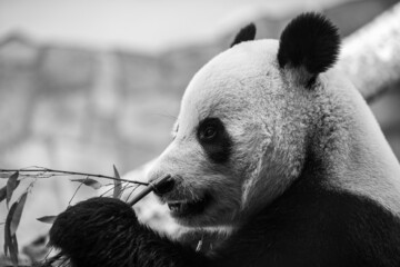 portrait of a panda bear in nature - 459842986